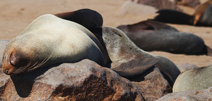 Cape Cross Reservat - ruhender Seelöwe auf sonnigem Felsen