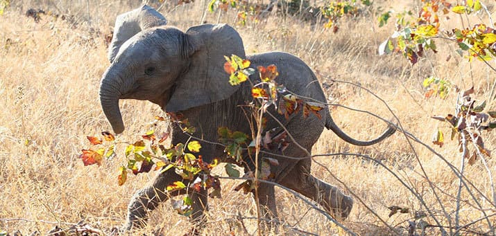 übermütiges Elefantenbaby in Graslandschaft der Etosha Pfann in Etosha Nationalpark