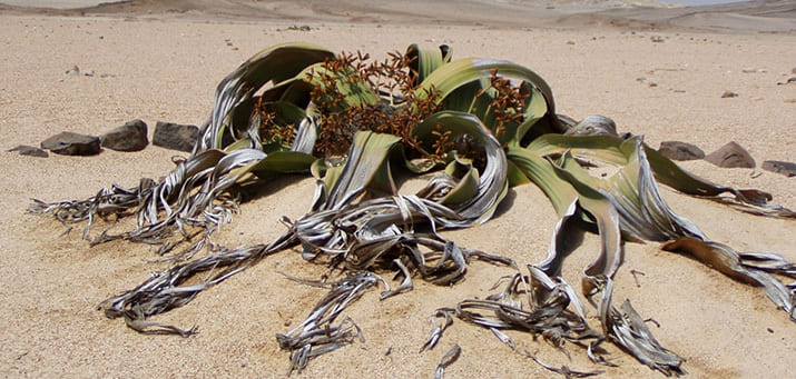 Namibia's Nationalpflanze Welwitschie in Namib Wüste