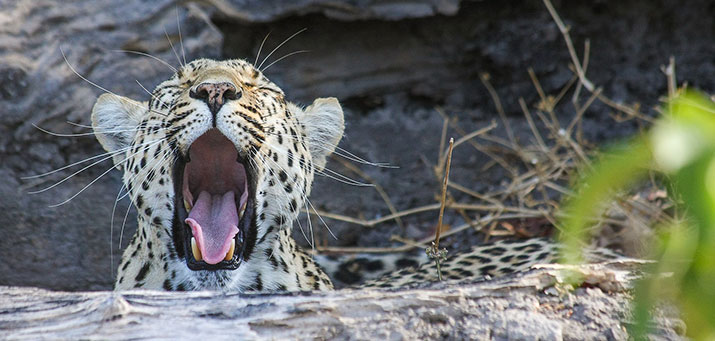ruhender Leopard gähnt - Preise Safari Afrika